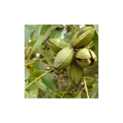 Carya Illinoinensis Adulte (noix De Pecan, Pacanier) Vert - Taille Pot De 25l - 160/180cm 6 Carya Illinoinensis Adulte (noix De Pecan, Pacanier) Vert - Taille Pot De 25l - 160/180cm -Atmospheraes Store 64038bc1ed1d10.59943051