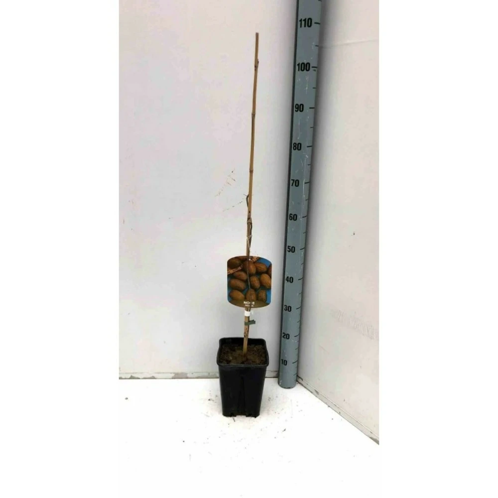 Carya Illinoinensis Adulte (noix De Pecan, Pacanier) Vert - Taille Pot De 25l - 160/180cm 1 Carya Illinoinensis Adulte (noix De Pecan, Pacanier) Vert - Taille Pot De 25l - 160/180cm