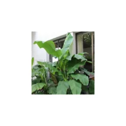 Collection De 3 Bananiers Rustiques -Atmospheraes Store 64038bc36312f5.34877804