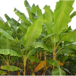 Collection De 3 Bananiers Rustiques -Atmospheraes Store 64038bc36bab06.48656338