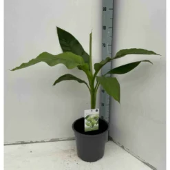 Musa Basjoo Sp. Sapporo Specimen (bananier Rustique) Jaune - Taille Pot De 50 Litres - 120/140 Cm Multi Troncs -Atmospheraes Store 64038bc9434b62.44229865