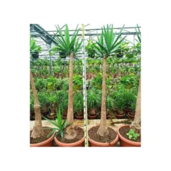 Yucca Elephantipes (yucca Pied D'éléphant) Blanc - Taille Pot De 20 Litres - 110/130 Cm -Atmospheraes Store 64038bdc4df8d7.09101794