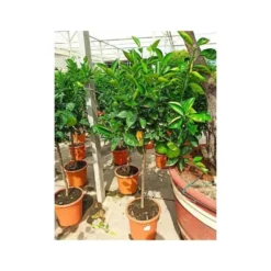 Citrus Sinensis (oranger) Blanc - Taille Pot De 4 Litres - 30/50 Cm -Atmospheraes Store 640394663e45d1.54346571
