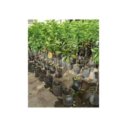 Citrus Sinensis (oranger) Blanc - Taille Pot De 4 Litres - 30/50 Cm -Atmospheraes Store 64039466471553.27725496