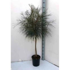 Grevillea Johnsonii (grevillea De Johnson Ou Fleur D'araignée De Johnson,) Pot De 4 Litres 50/60 Cm -Atmospheraes Store 6403954abb8df9.46854070