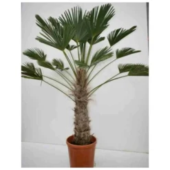 Trachycarpus Wagnerianus (palmier De Chusan, Palmier Moulin à Vent) Tronc De 30/40cm- Total 90/110cm -Atmospheraes Store 640395613325b9.63548851