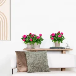 3x Pot Rose Rose - Rosa – Plante De Terrasse & D'intérieur – ⌀12cm – ↕20-30cm -Atmospheraes Store 64062fbfc0d959.17995780