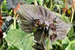 Kit De Culture - Fleur Chauve-souris - 10 Graines - Tacca Chantrieri -Atmospheraes Store 64063aa2db9035.02599166