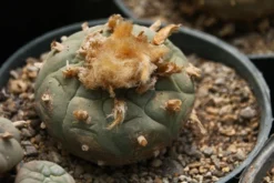 Kit De Culture - Peyotl - 20 Graines - Lophophora Williamsii -Atmospheraes Store 64063bf0bf0996.39593410