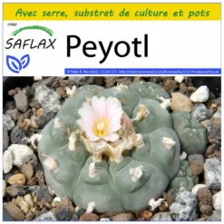 Kit De Culture - Peyotl - 20 Graines - Lophophora Williamsii