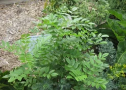 Kit De Culture - Réglisse Glabre - 30 Graines - Glycyrrhiza Glabra -Atmospheraes Store 6406410a16bf83.47783647