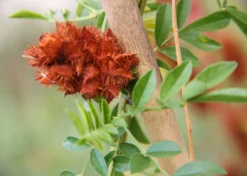 Kit De Culture - Réglisse Glabre - 30 Graines - Glycyrrhiza Glabra -Atmospheraes Store 6406410a209c89.30083394