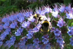 Kit De Culture - Vipérine De Madère - 100 Graines - Echium Fastuosa -Atmospheraes Store 64064122857f33.93017870