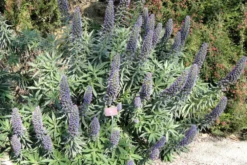 Kit De Culture - Vipérine De Madère - 100 Graines - Echium Fastuosa -Atmospheraes Store 640641228ae338.50050916