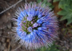 Kit De Culture - Vipérine De Madère - 100 Graines - Echium Fastuosa -Atmospheraes Store 64064122aaf647.33991819