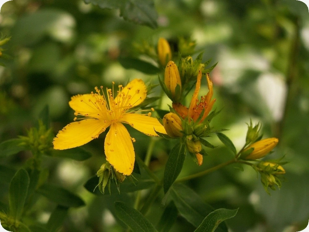 Kit De Culture - Millepertuis Perforé - 300 Graines - Hypericum Perforatum 4 Kit De Culture - Millepertuis Perforé - 300 Graines - Hypericum Perforatum – Image 4