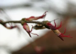 Kit De Culture - Arbre Au Caramel - 200 Graines - Cercidiphyllum Japonicum -Atmospheraes Store 64064132b43652.18516611