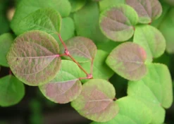 Kit De Culture - Arbre Au Caramel - 200 Graines - Cercidiphyllum Japonicum -Atmospheraes Store 64064132b8b5b0.99715833