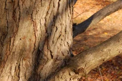 Kit De Culture - Arbre Au Caramel - 200 Graines - Cercidiphyllum Japonicum -Atmospheraes Store 64064132bf1940.87270238