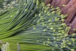 Kit De Culture - Bio - Ciboulette De Chine - 100 Graines - Allium Tuberosum 13 Kit De Culture - Bio - Ciboulette De Chine - 100 Graines - Allium Tuberosum -Atmospheraes Store 6406414b167639.94224056