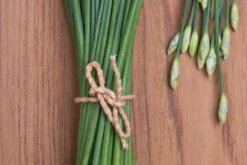 Kit De Culture - Bio - Ciboulette De Chine - 100 Graines - Allium Tuberosum 12 Kit De Culture - Bio - Ciboulette De Chine - 100 Graines - Allium Tuberosum -Atmospheraes Store 6406414b24e430.90625062