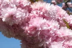 Kit De Culture - Cerisier Du Japon - 30 Graines - Prunus Serrulata -Atmospheraes Store 640641574ab250.52700865