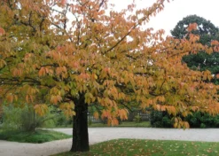 Kit De Culture - Cerisier Du Japon - 30 Graines - Prunus Serrulata -Atmospheraes Store 640641575b4f81.13640687