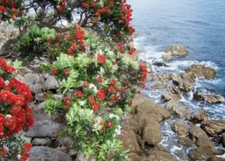 Kit De Culture - L'arbre De Noël De Nouvelle-zélande - 300 Graines - Metrosideros Excelsa -Atmospheraes Store 6406415d283a93.44057268