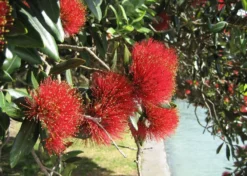 Kit De Culture - L'arbre De Noël De Nouvelle-zélande - 300 Graines - Metrosideros Excelsa -Atmospheraes Store 6406415d3520e7.73193790