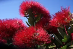 Kit De Culture - L'arbre De Noël De Nouvelle-zélande - 300 Graines - Metrosideros Excelsa -Atmospheraes Store 6406415d3f3842.61166487