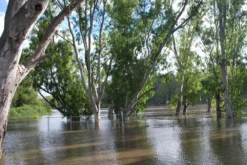 Kit De Culture - Gommier Des Rivières - 200 Graines - Eucalyptus Camaldulensis -Atmospheraes Store 64064161619477.71494550