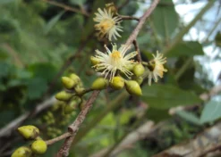 Kit De Culture - Gommier Des Rivières - 200 Graines - Eucalyptus Camaldulensis -Atmospheraes Store 640641616b73c7.64330813