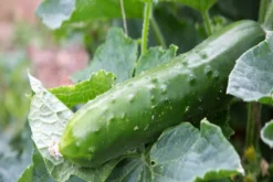 Kit De Culture - Bio - Concombre - Marketmore - 20 Graines - Cucumis Sativus -Atmospheraes Store 64064169648772.30261151