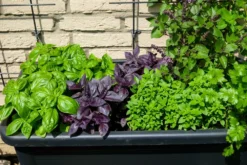 Kit De Culture - Bio - Basilic - Pourpre - 400 Graines - Ocimum Basilicum -Atmospheraes Store 64064177a2a743.82127774