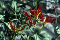 Kit De Culture - Lis De Malabar - 15 Graines - Gloriosa Rothschildiana -Atmospheraes Store 64064179340333.58024990