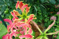 Kit De Culture - Lis De Malabar - 15 Graines - Gloriosa Rothschildiana -Atmospheraes Store 640641793eacd3.10311548