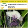 Kit De Culture - Plante Chauve-souris Blanche - 10 Graines - Tacca Integrifolia
