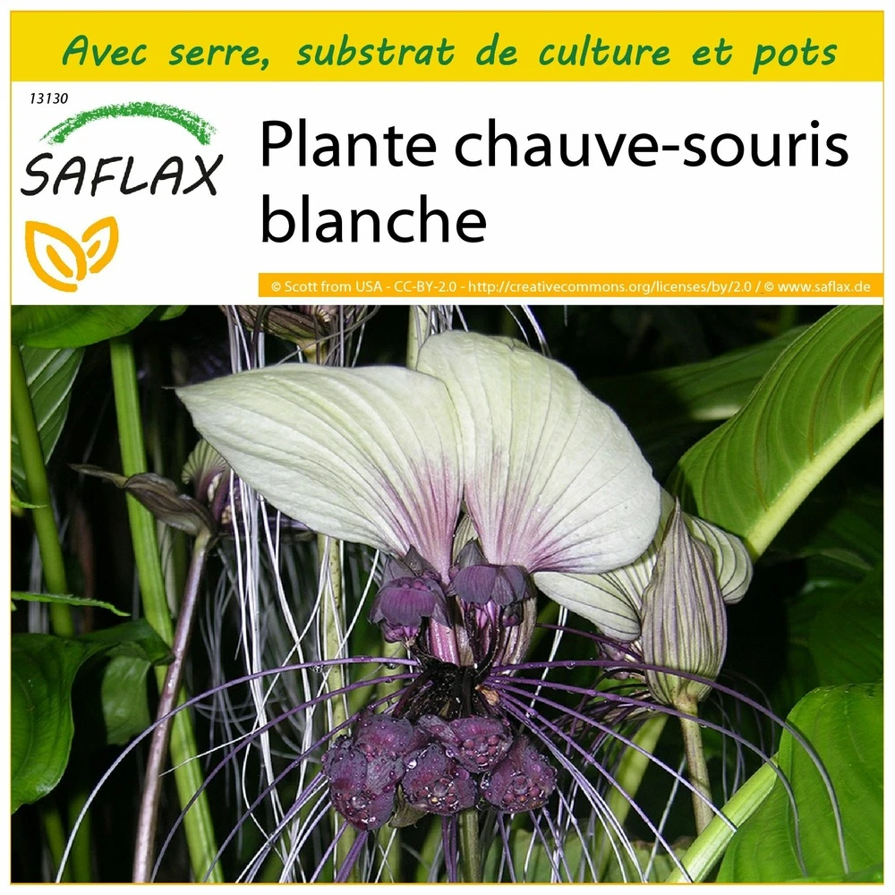 Kit De Culture - Plante Chauve-souris Blanche - 10 Graines - Tacca Integrifolia 1 Kit De Culture - Plante Chauve-souris Blanche - 10 Graines - Tacca Integrifolia