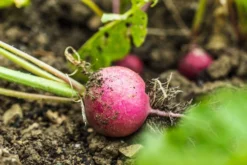 Kit De Culture - Bio - Radis - Cherry Bell - 100 Graines - Raphanus Sativus -Atmospheraes Store 640641a6420921.87770760