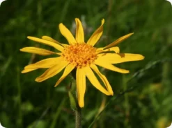 Kit De Culture - Arnica Des Montagnes - 40 Graines - Arnica Montana -Atmospheraes Store 640641a8f3e957.44733188