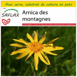 Kit De Culture - Arnica Des Montagnes - 40 Graines - Arnica Montana