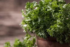 Kit De Culture - Bio - Persil Frisé - 800 Graines - Petroselinum Crispum -Atmospheraes Store 640641ae84ab86.75027248