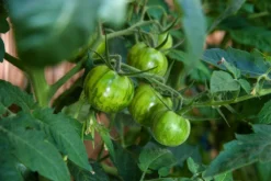 Kit De Culture - Bio - Tomate - Verte Zébrée - 10 Graines - Solanum Lycopersicum -Atmospheraes Store 640641b042f0d8.95879529