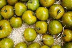 Kit De Culture - Bio - Tomate - Verte Zébrée - 10 Graines - Solanum Lycopersicum -Atmospheraes Store 640641b048ed84.03400656