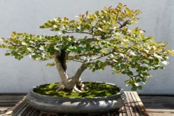 Kit De Culture - Myrte Commun - 30 Graines - Myrtus Communis -Atmospheraes Store 640641b37af733.30049485