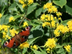 Kit De Culture - Solidage Verge D'or - 100 Graines - Solidago Virgaurea -Atmospheraes Store 640641b4c90c32.39776300