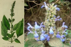 Kit De Culture - Chia - 500 Graines - Salvia Hispanica -Atmospheraes Store 640641c579de98.62891474