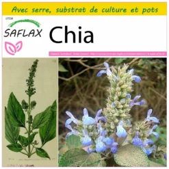 Kit De Culture - Chia - 500 Graines - Salvia Hispanica