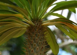 Kit De Culture - Palmier De Madagascar - 10 Graines - Pachypodium Lamerei -Atmospheraes Store 640641c7226726.92813528