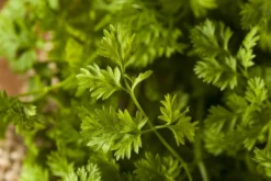 Kit De Culture - Bio - Cerfeuil Commun - 800 Graines - Anthriscus Cerefolium -Atmospheraes Store 640641c88ea3f5.72719979